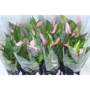 ANTHURIUM LILLI P09 PREMIUM