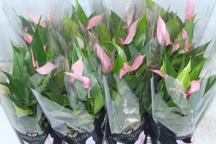 <h4>ANTHURIUM LILLI P09 PREMIUM</h4>