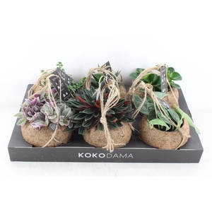 arr3 Kokoplant - Smit collection mix x6