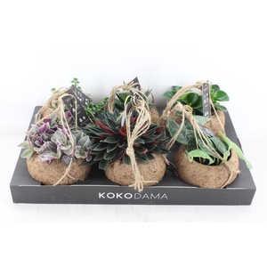 arr3 Kokoplant - Smit collection mix x6