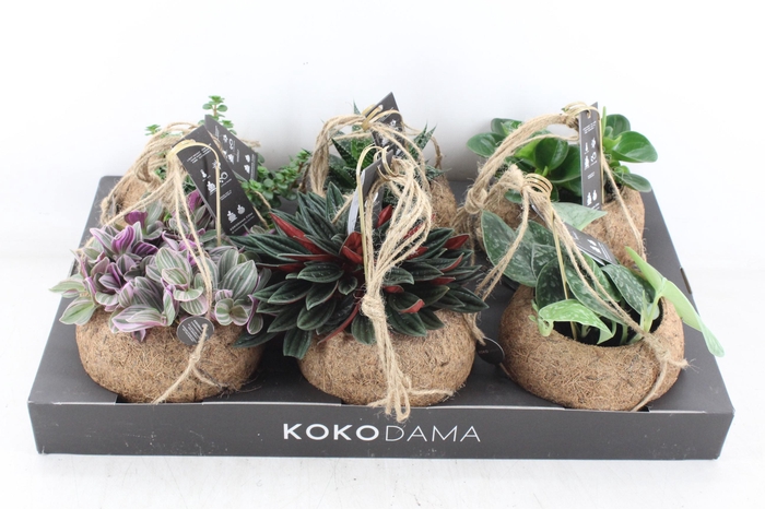 <h4>arr3 Kokoplant - Smit collection mix x6</h4>