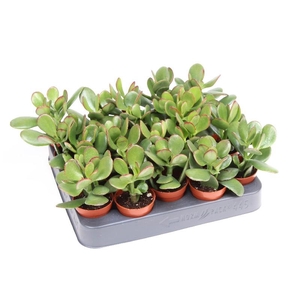 Crassula Ovata