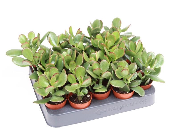 <h4>Crassula Ovata</h4>