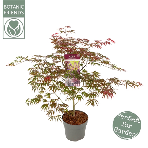 <h4>Acer palm. 'Trompenburg'</h4>