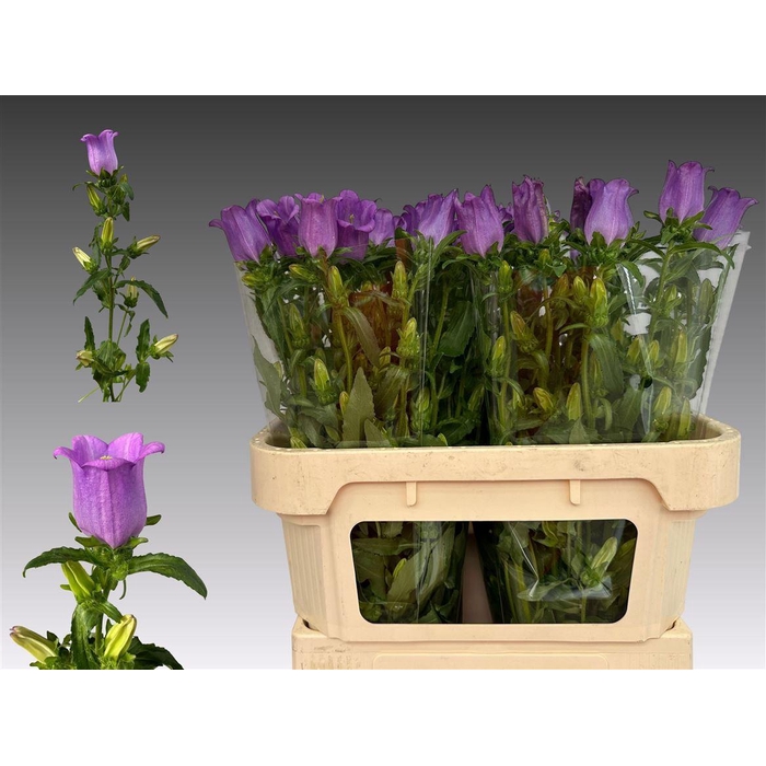 <h4>Camp M Campana Lilac</h4>