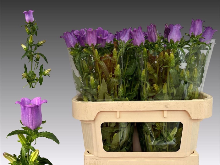 <h4>Camp M Campana Lilac</h4>