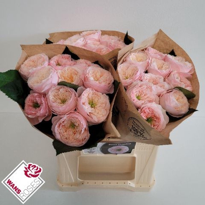 <h4>RS GR SWEET DIAMOND</h4>