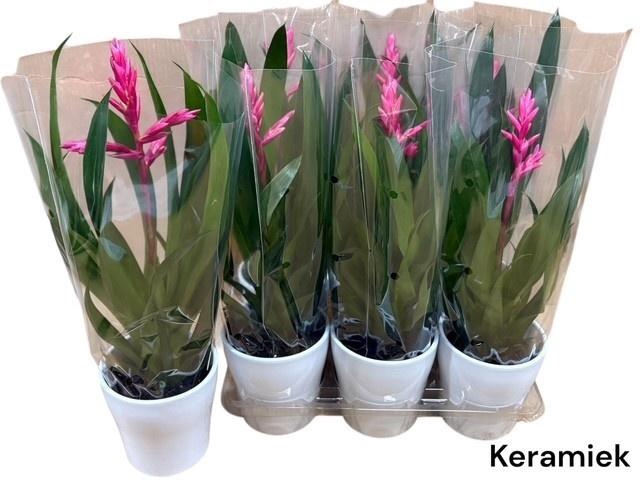 <h4>GUZM CLAIRE</h4>