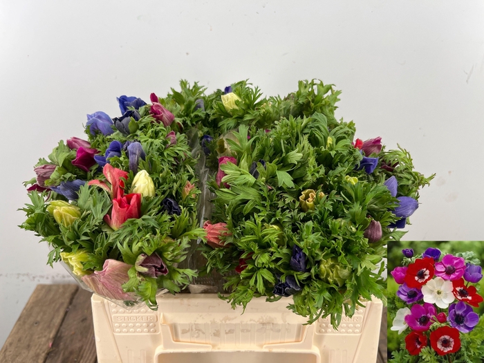 <h4>ANEM CO MAR GEM</h4>