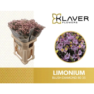 Limonium Blush Diamond Klaver
