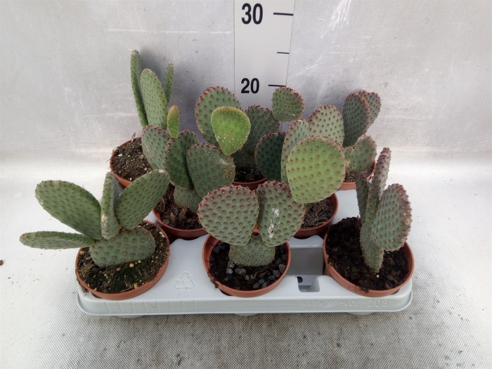 <h4>Opuntia microdasys</h4>