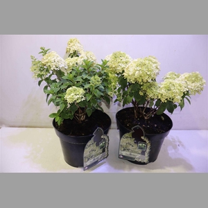 Hydr Paniculata Bobo