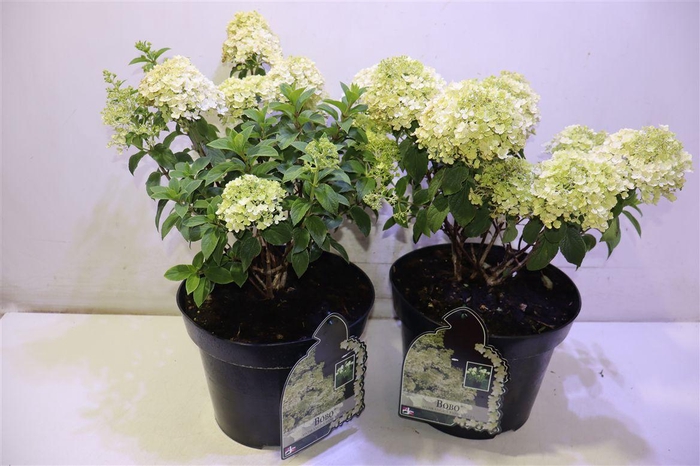 <h4>Hydr Paniculata Bobo</h4>