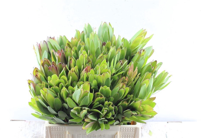 <h4>Leucad Saf Goldstrik</h4>