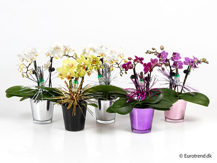<h4>PHALAENOPSIS-HYBRID</h4>