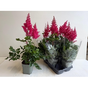 ASTILB A HEAVY METAL