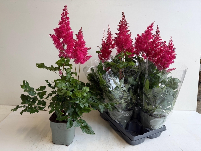 <h4>ASTILB A HEAVY METAL</h4>