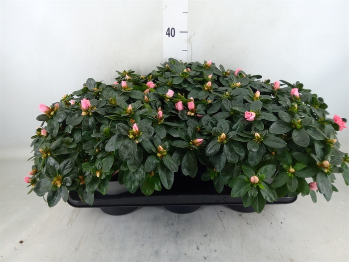 <h4>Rhododendron sim.   ...</h4>