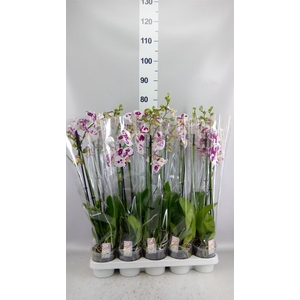 Phalaenopsis   ...