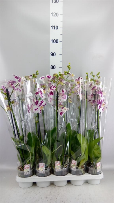 <h4>Phalaenopsis   ...</h4>