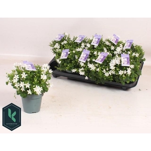 CAMP PORTENSCHLAGIAN