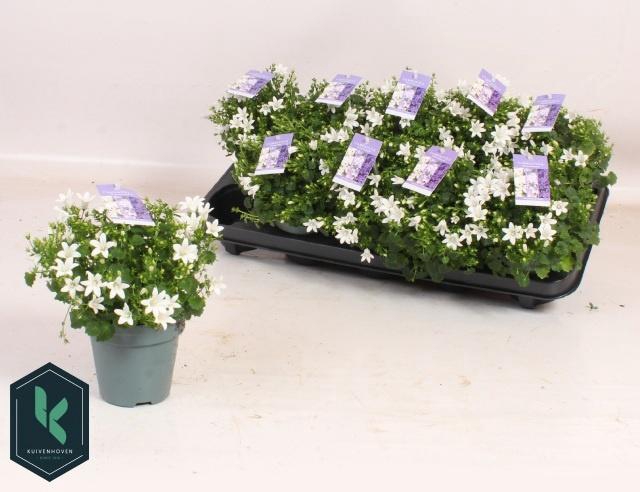 <h4>CAMP PORTENSCHLAGIAN</h4>