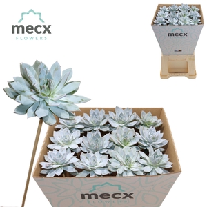 Echeveria Blue Star (mecx Flowers) Mecx-emmer 8cm