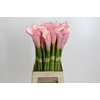 Zantedeschia Eydolls Pink