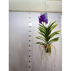 Vanda  hybriden