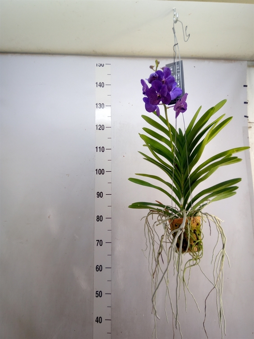 Vanda  hybriden