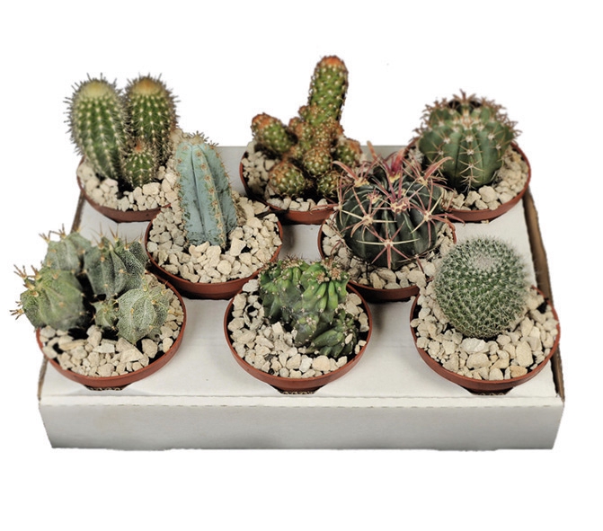 <h4>CACTUS RAIZ PROPRIA P11</h4>