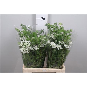 Orlaya G White Finch