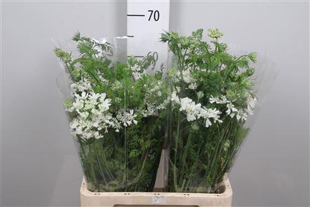 <h4>Orlaya G White Finch</h4>