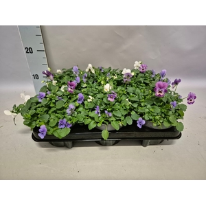 Viola cornuta 13 cm Trio Blue, White, Pink