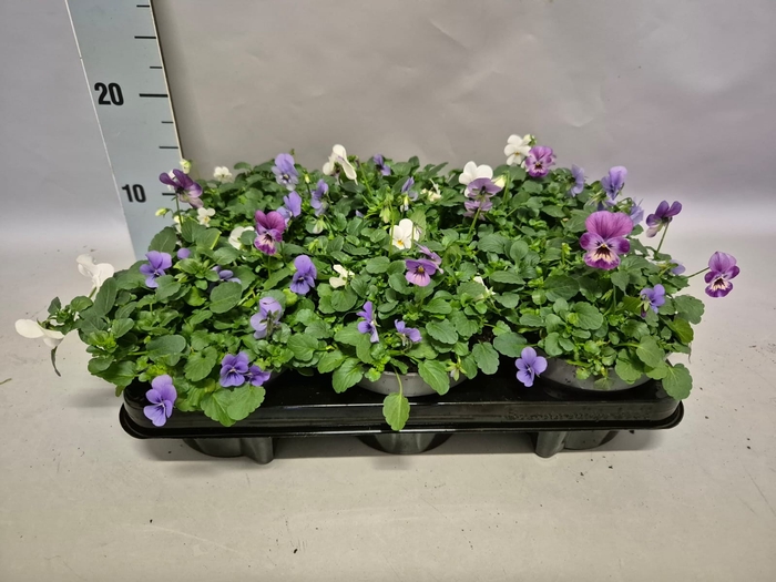 Viola cornuta 13 cm Trio Blue, White, Pink