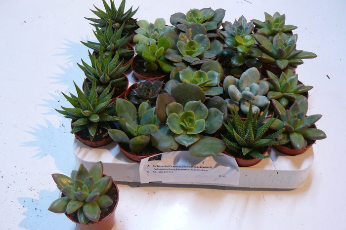 <h4>SUCC GEM 6 SRT</h4>