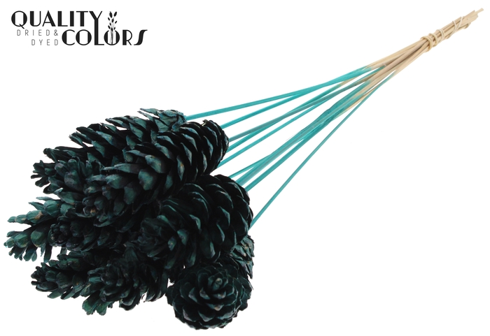 Strobus 10-15cm on stem Turquoise