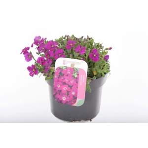 Aubrieta Axcent Lilac