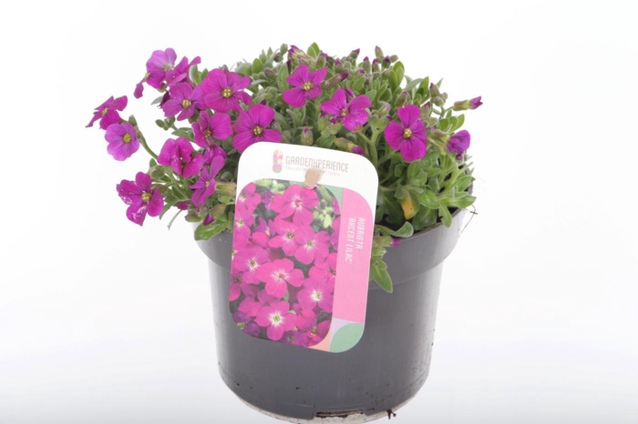 <h4>Aubrieta Axcent Lilac</h4>