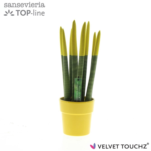 <h4>Sansevieria VELVET TOUCHZ® Geel in keramiek Edel</h4>