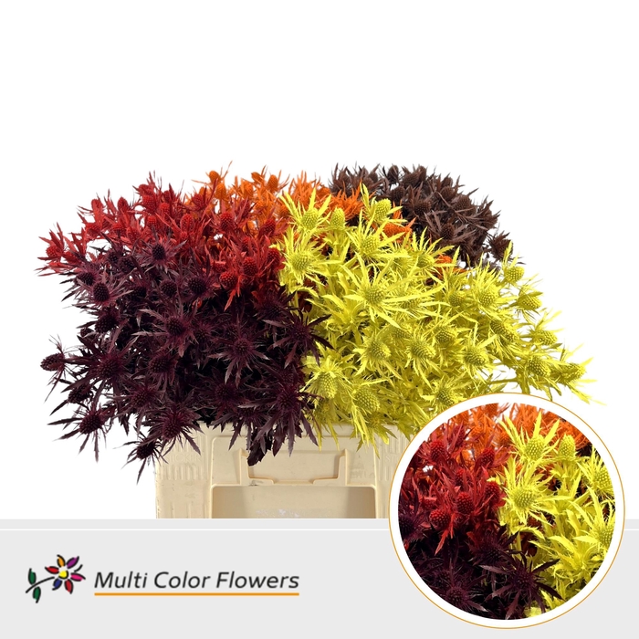 <h4>Eryngium Herfst Mix</h4>