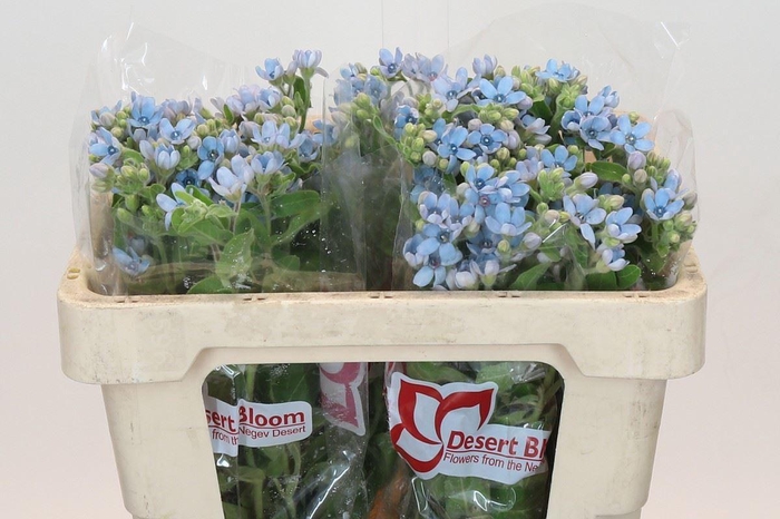 <h4>OXY CO TAN PURE BLU</h4>