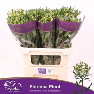 ALST FL PINOT