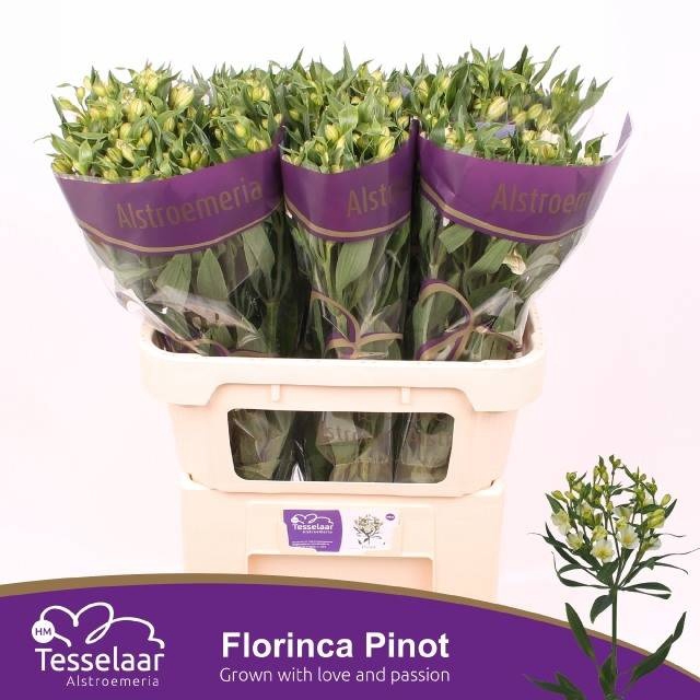 <h4>ALST FL PINOT</h4>