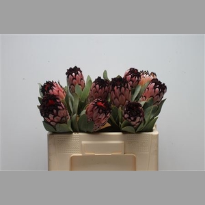Protea Didi