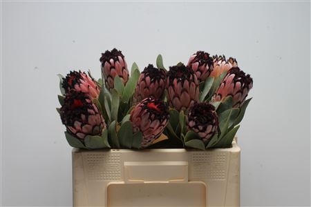 <h4>Protea Didi</h4>