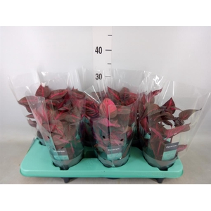 Iresine herbstii 'Rich Redstar'