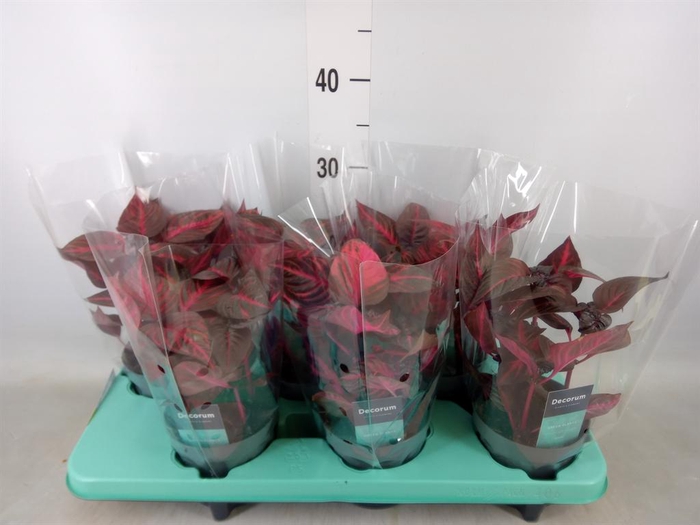 <h4>Iresine herbstii 'Rich Redstar'</h4>