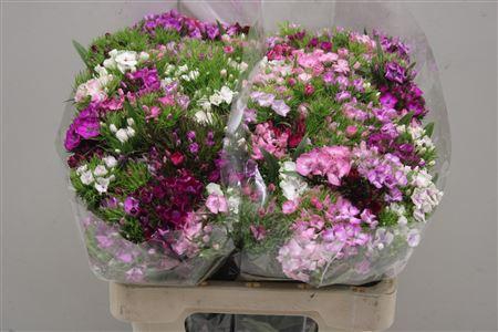 <h4>Di Barb Mix Rainbow</h4>