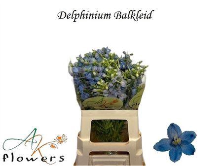 <h4>DELPH EN BALLKLEID</h4>